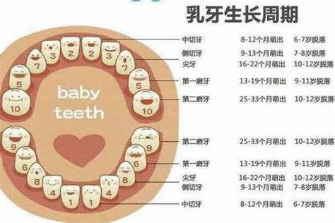 牙齒多少顆|有些人有28颗牙，有些人却有32颗到底多少颗牙齿是。